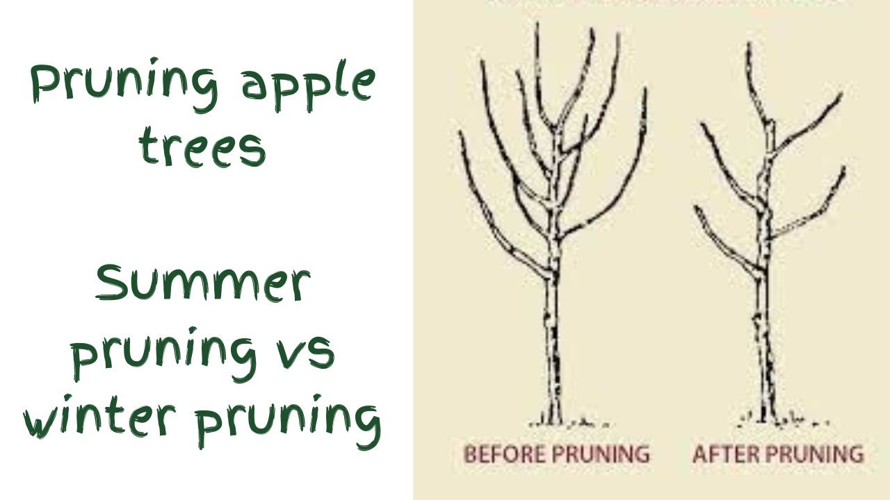 Pruning apple trees : Summer pruning vs winter pruning