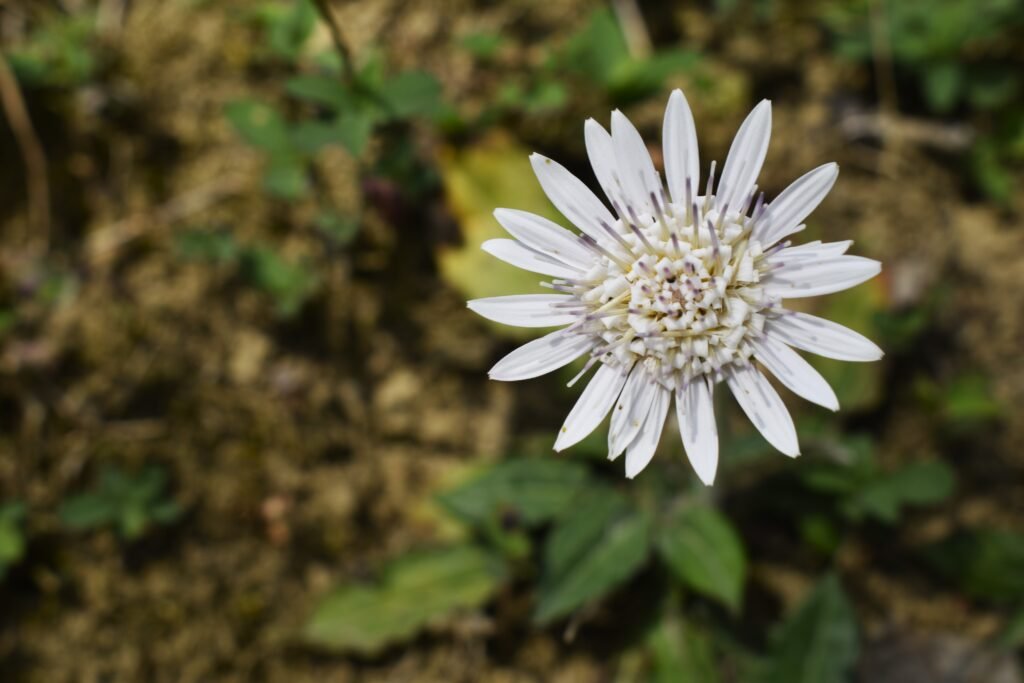  Gerbera gossypina flower 