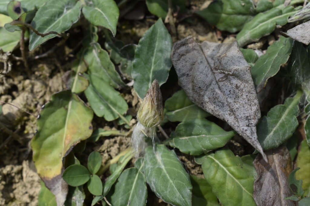  Gerbera gossypina leaves
