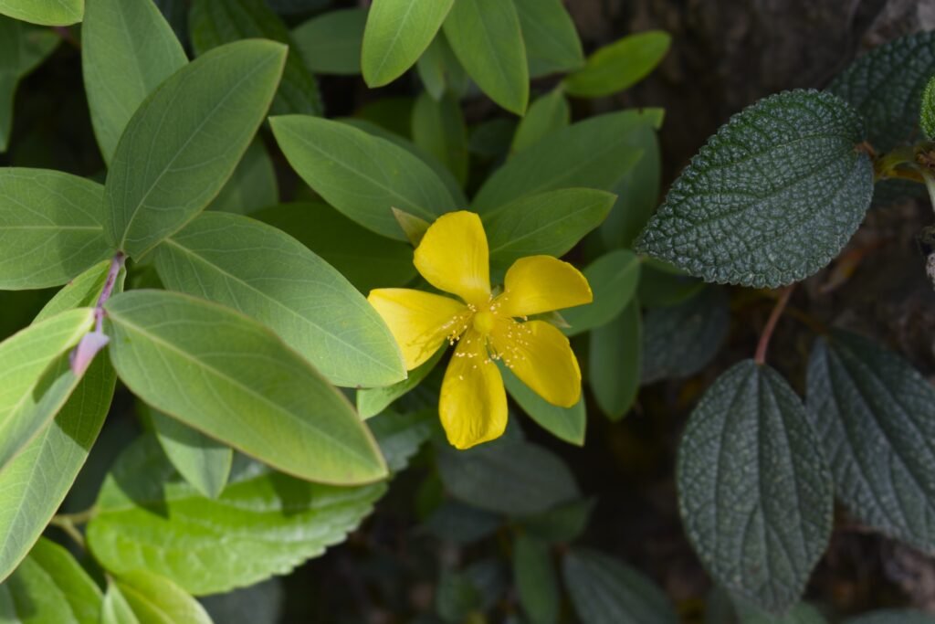 Hypericum Hidcote leaves and flower 