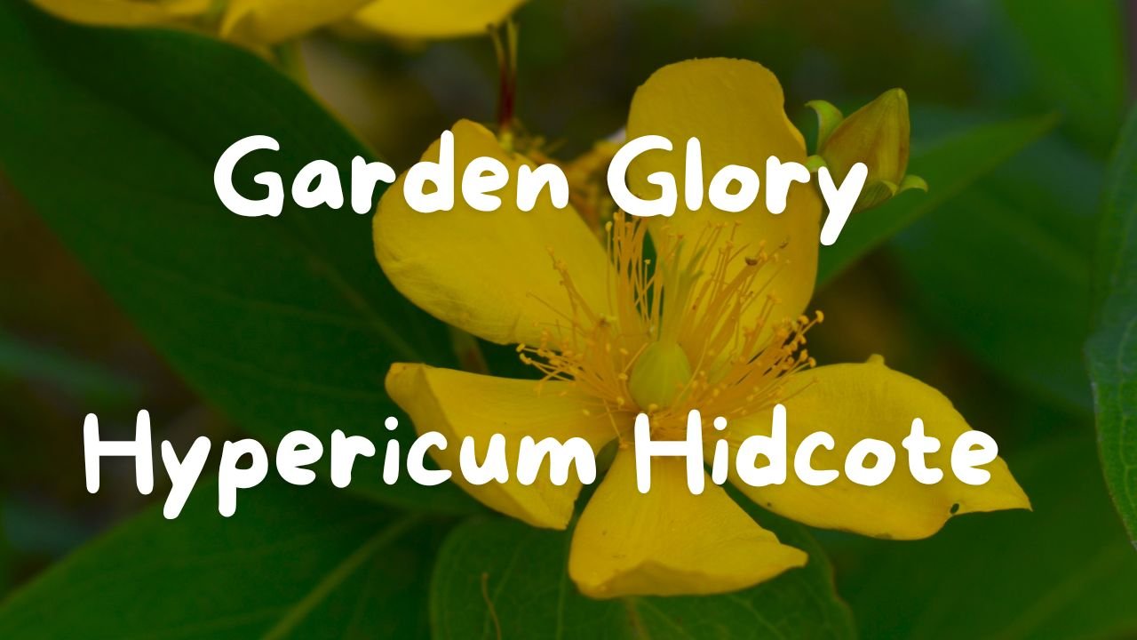 Garden Glory: Hypericum Hidcote